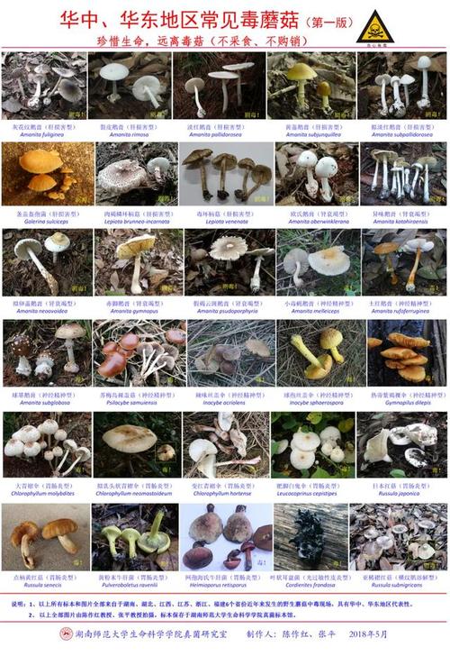 野生蘑菇尝鲜需谨慎中毒防控小知识要了解