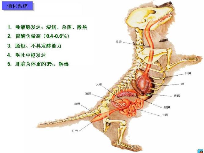 犬各器官解剖结构图 精ppt