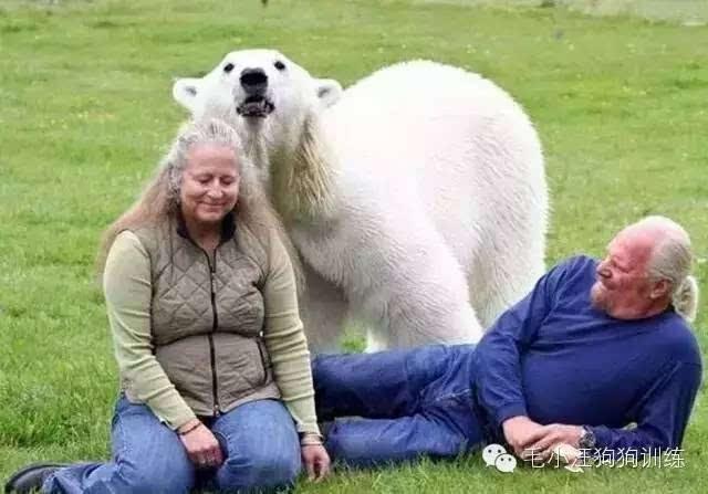 这只硕大的北极熊不仅没有攻击人类!恰恰相反,竟然对这个大叔