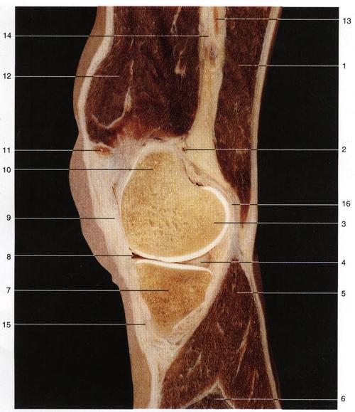 股内侧肌间隔 medial femoral intermuscular septum 15.