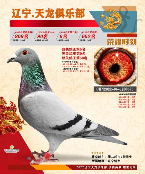 辽宁天龙俱乐部决赛652名 -- 中国信鸽协会官方网站