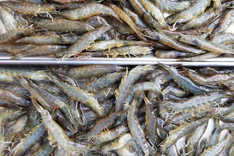 养殖的大活海虾的价格有所下降,38块钱一斤,比最高