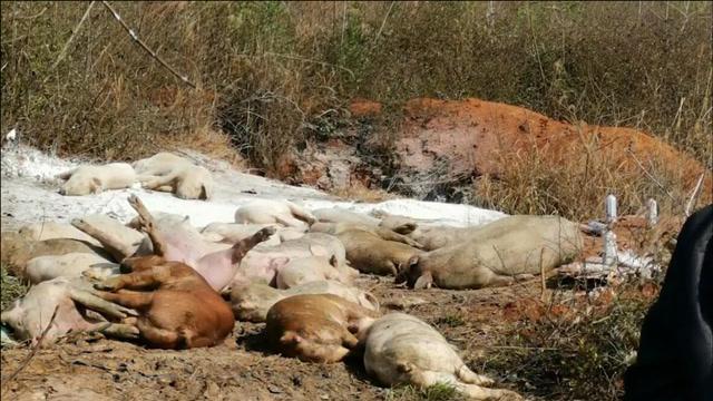 景德镇一养猪场大批死猪致污染,村民称整改一个月未解决