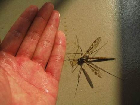 蚊子,那肯定非华丽巨蚊莫属了,它主要生活在东南亚地区,在中国的云南