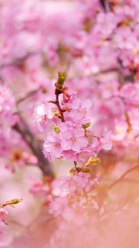 唯美的樱花美景,高清图片,手机锁屏桌面-壁纸族