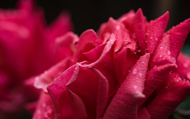 红玫瑰花瓣特写,水滴 壁纸 - 2560x1600