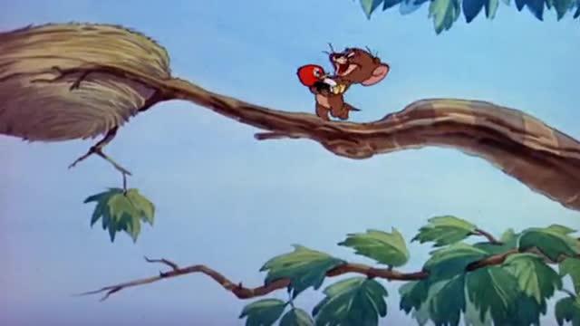 猫和老鼠:杰瑞把小鸟抱回树上!小鸟内心:任你宰割
