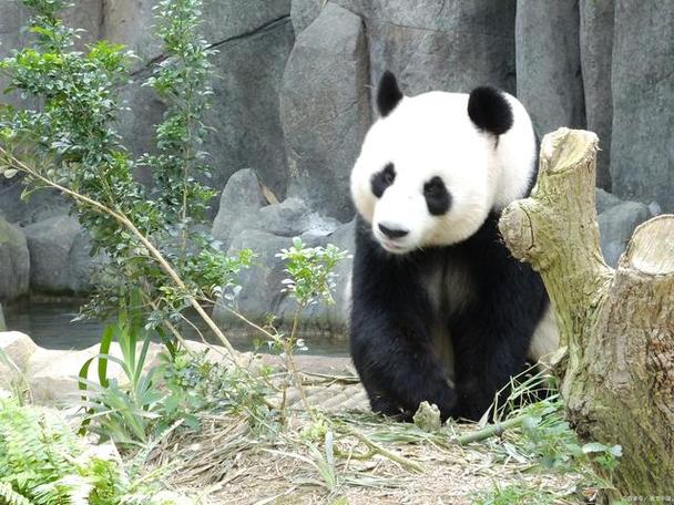 熊猫,作为已在地球上存活八百万年的珍稀动物,被誉为"活化石"和"中国