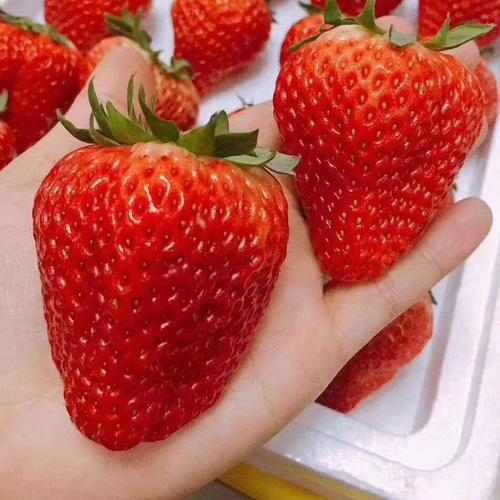 草莓丹东99新鲜水果三斤应当季空运包邮红颜奶油大甜草莓九九代发