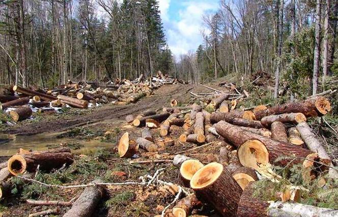 绿会国际部代表接受scmp采访阻止森林砍伐承诺前景如何