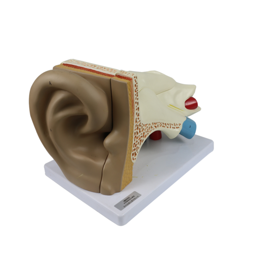 smd098 耳解剖模型 360度全景展示 苏州苏模仪器有限公司vr数字产品