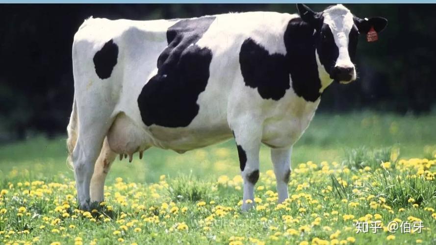 浅谈一下关于奶牛的一些小知识