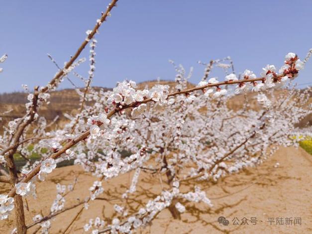 【平陆】黄河岸畔春来早 杏花如雪枝头俏|杏树|白雪|早杏花_网易订阅