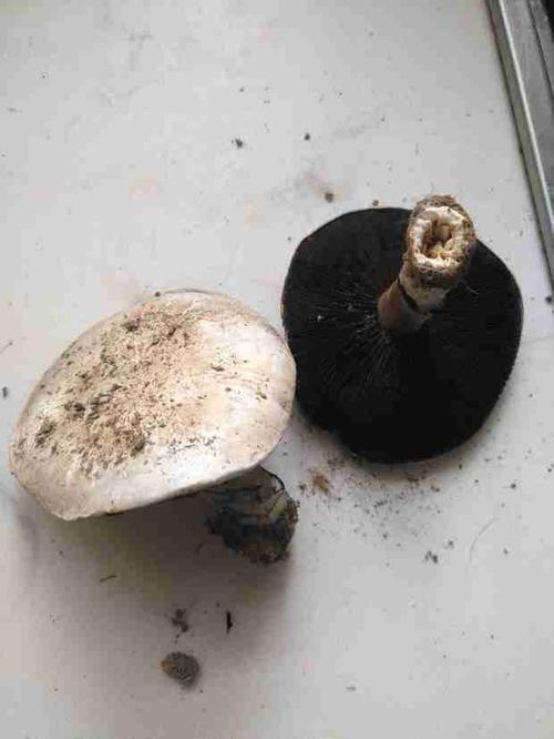 这种白顶黑底的蘑菇是什么蘑菇?