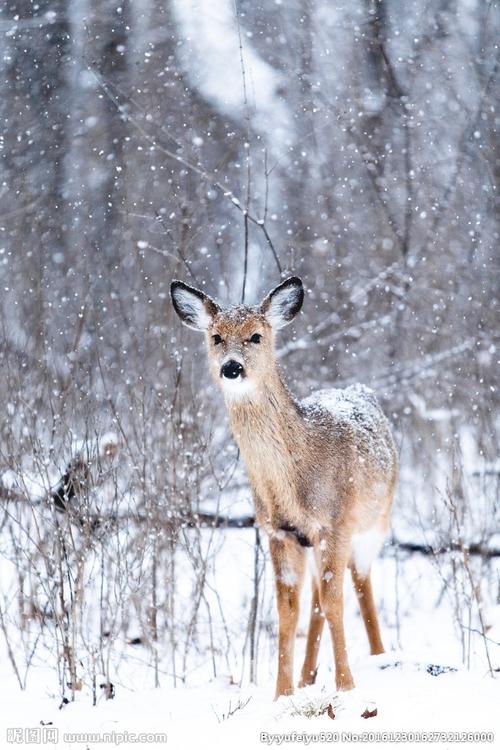下雪天的鹿图片
