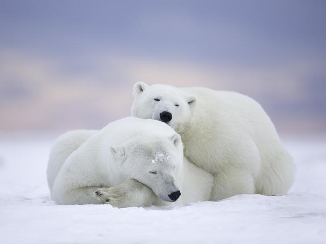 北极国家野生动物保护区,阿拉斯加,北极熊家庭,入睡 壁纸 - 1920x1440