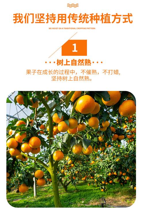 骄瑰 象山红美人柑橘爱媛果冻橙28号桔子新鲜水果当季顺丰速递 5斤 8