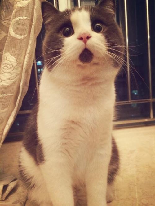 永远只有一个惊讶表情的小猫