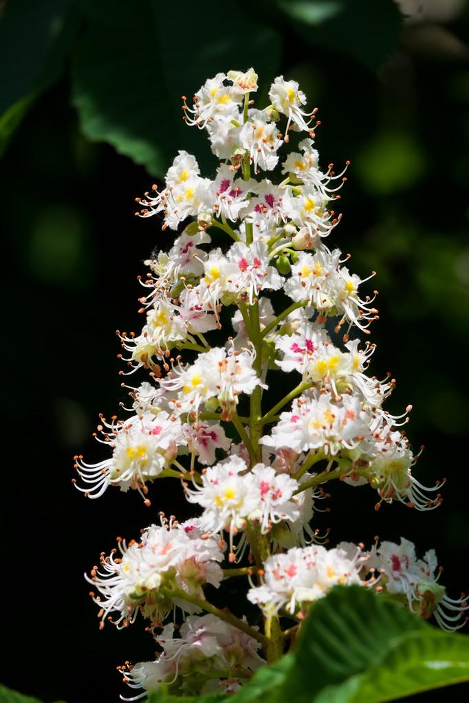 板栗树花,美丽的春天开花的栗子树与白色的花