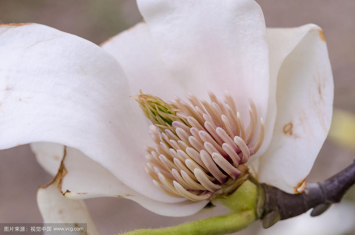 花瓣凋落中的白色白玉兰之菊花形花蕊特写