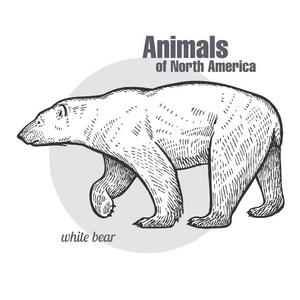 北极熊手绘. 北美系列动物. 老式雕刻风格. 矢量插图艺术. 黑白的.