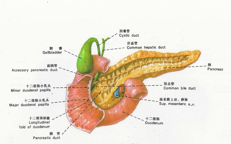 胰腺解剖生理概要