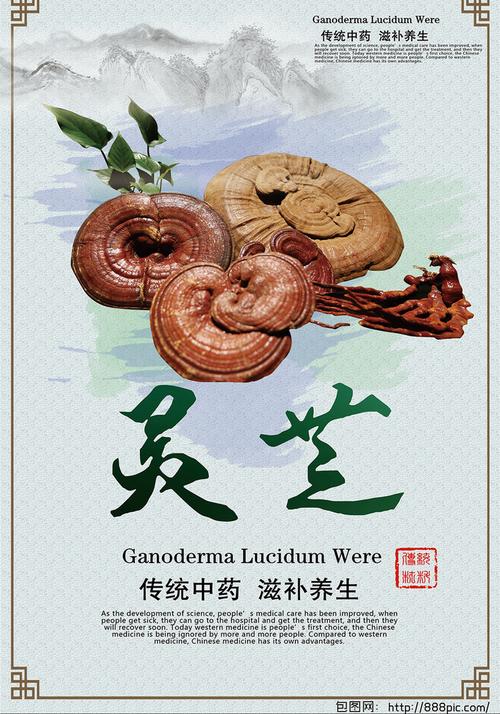 中国风灵芝药材海报