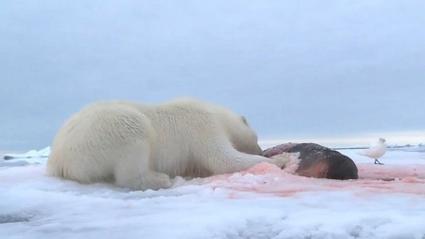 骨瘦如柴的北极熊,捕食海豹只用了20秒