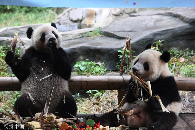 重庆动物园为大熊猫举办两周岁生日会