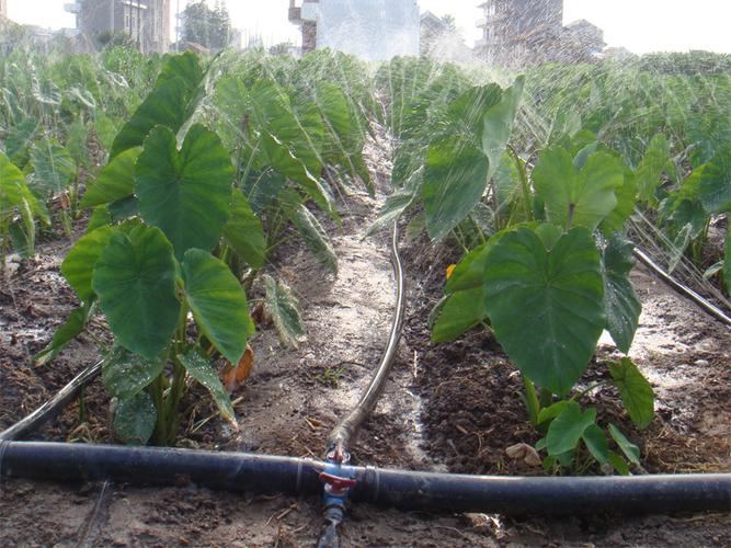 大棚滴灌带膜下3寸微喷带农用节水灌溉喷灌设备水肥一体化厂家