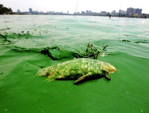 大规模的蓝藻爆发会引起"水华",使水质严重恶化,造成鱼类的死亡.
