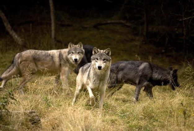 狼是专在可可西里荒原上挑软柿子捏的江湖杀手狼有五招
