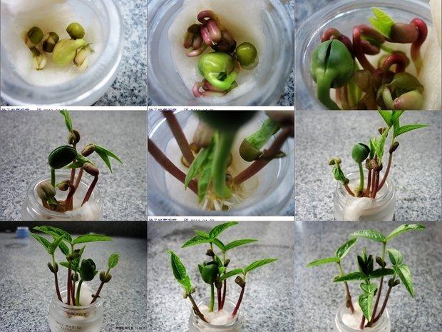 绿豆的整个发芽过程