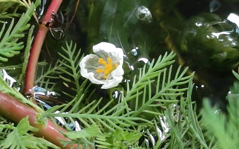 【黑藻开花】很漂亮的小白花!