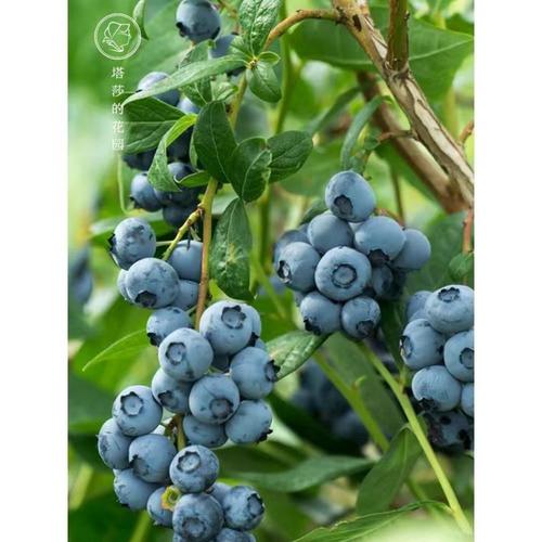 蓝莓鲜果大山蓝莓新鲜蓝莓孕妇水果当季蓝莓大果果园现摘地头直发