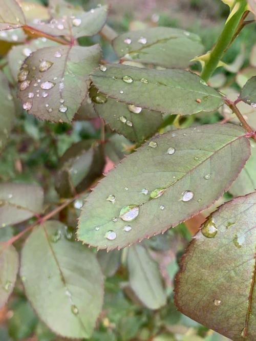 雨后月季花叶子上一颗颗晶莹剔透的水珠儿.