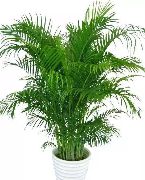 植物,它的形态美丽,对空气有着良好的洁净作用,还能平衡室内的温度