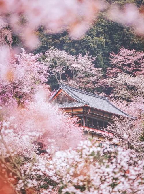 我们接着从奈良出发,去看看吉野山和京都的小众赏樱地的樱花季美景