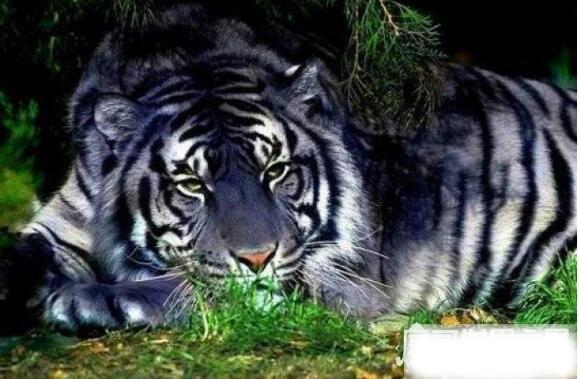 传说中的黑蓝虎是否存在多部估计有关于它的记载曾两度被捕