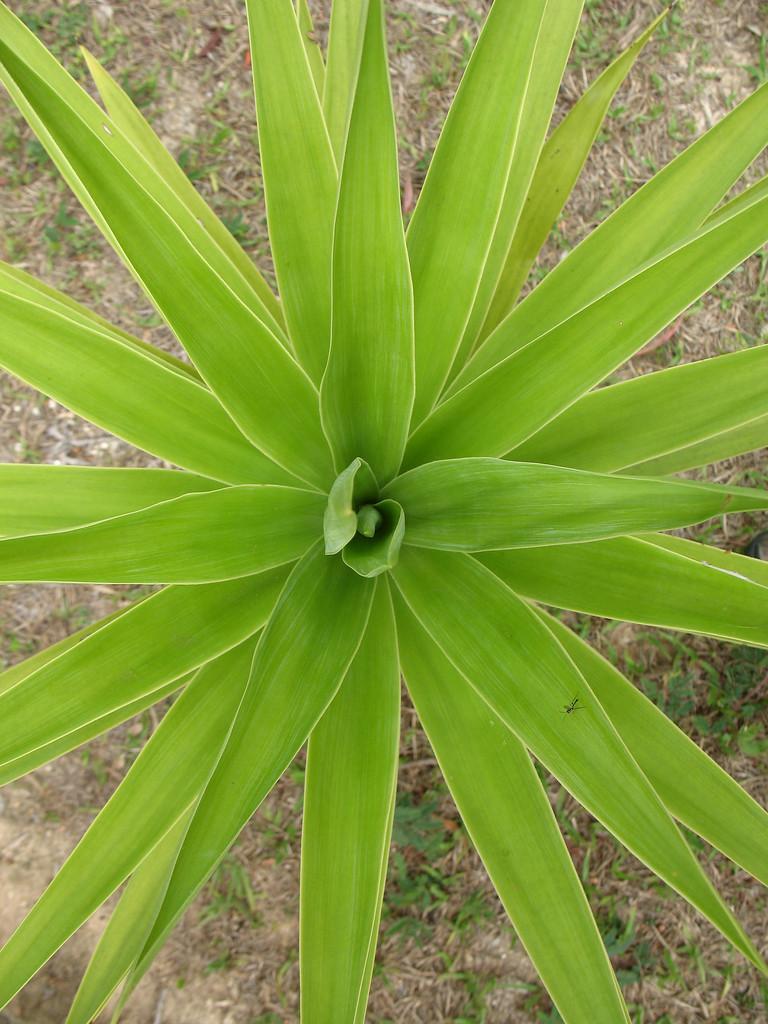 绿色的对称植物.,绿色的对称植物在自然的环境.