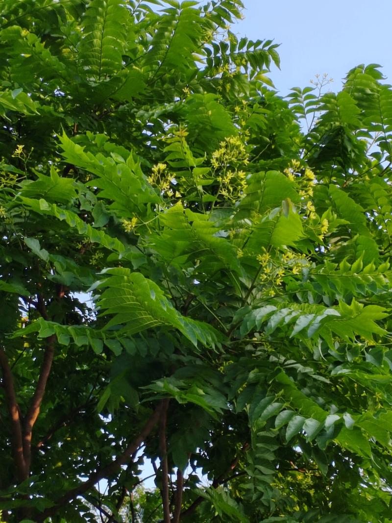 俊秀超凡的麻楝树 五月,那美丽的麻楝树出落的愈发英俊挺拔,枝叶也