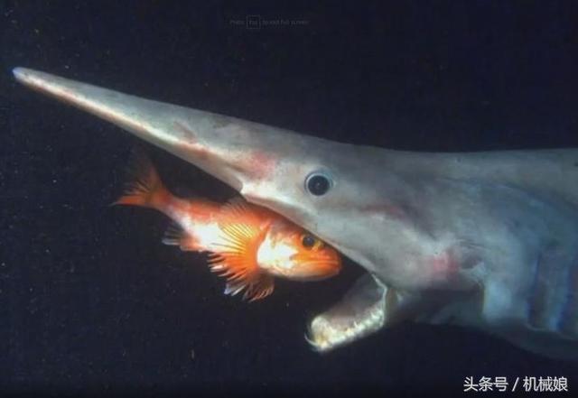 哥布林鲨是一种危险的鲨鱼吗?它们的长鼻子有什么用?