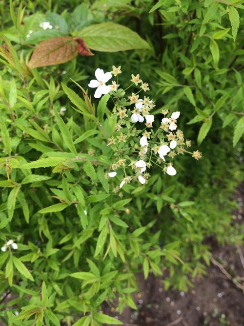 请问这个开白色小花,细叶植物叫什么?