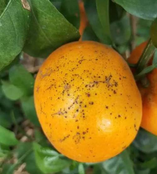 柑橘锈病的高发期在几月份?_大全-幸福起航