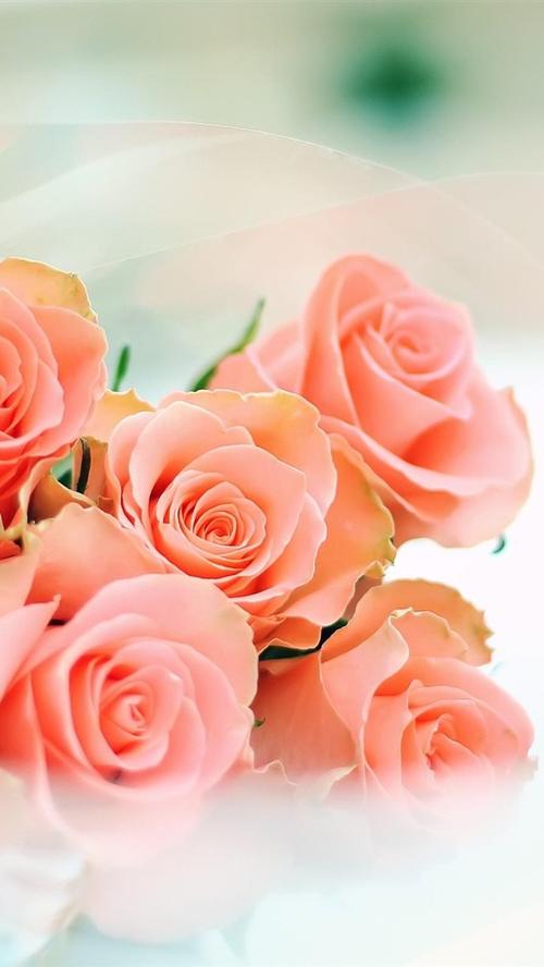 壁纸 粉红玫瑰,花束,朦胧 2560x1600 hd 高清壁纸, 图片, 照片