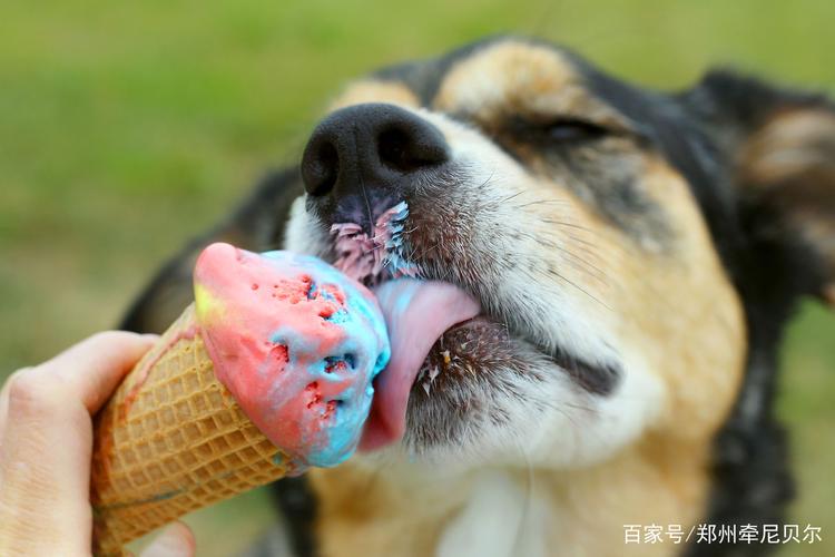 狗狗可以吃冰淇淋吗?看过这篇文章你在做决定