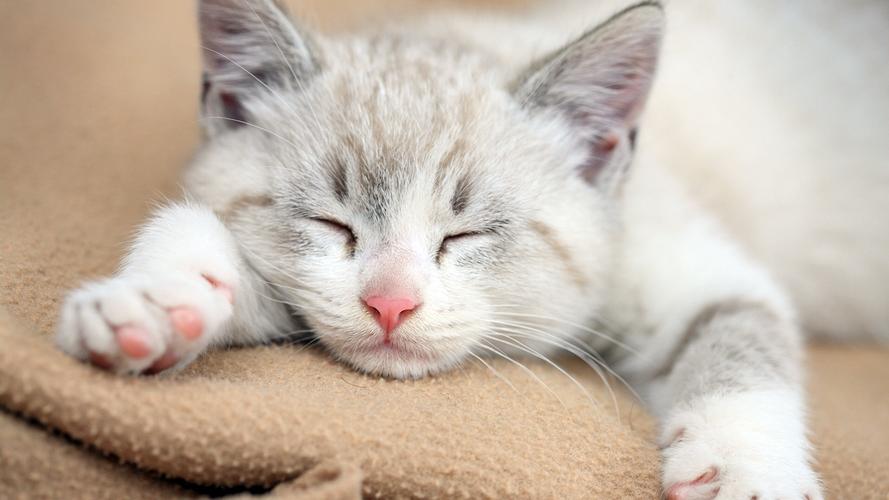 睡梦中的可爱小猫图片