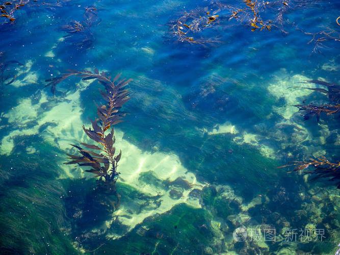 热带阳光充足的浅海床漂浮海藻