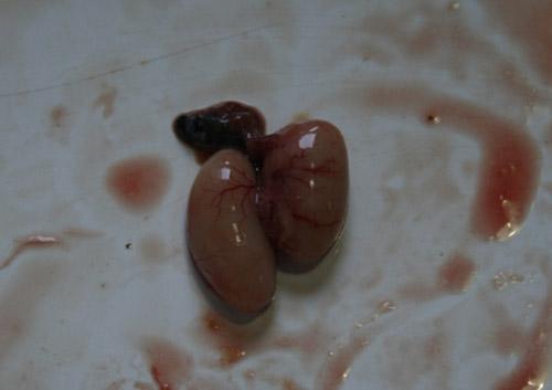 睾丸肿6.肾脏有出血点,泄殖腔亦有出血点5.