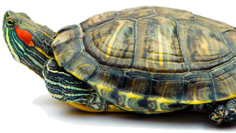 史上最强入侵物种之一巴西龟